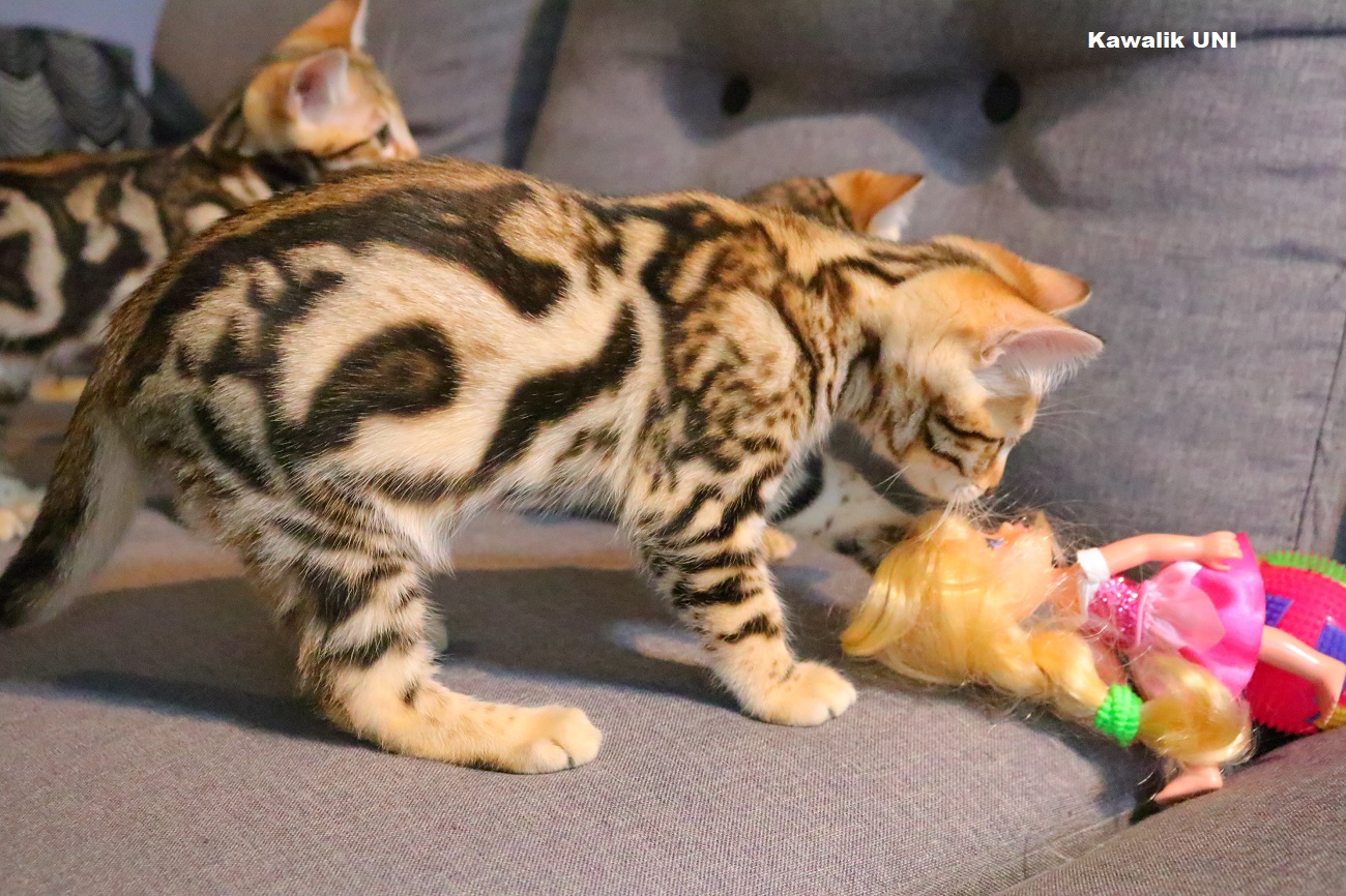 chaton bengal marble